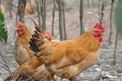 飞哥爆料整只鸡视频大全,整只鸡视频大全,烹饪技巧一网打尽 第1张 飞哥爆料整只鸡视频大全,整只鸡视频大全,烹饪技巧一网打尽 第1张